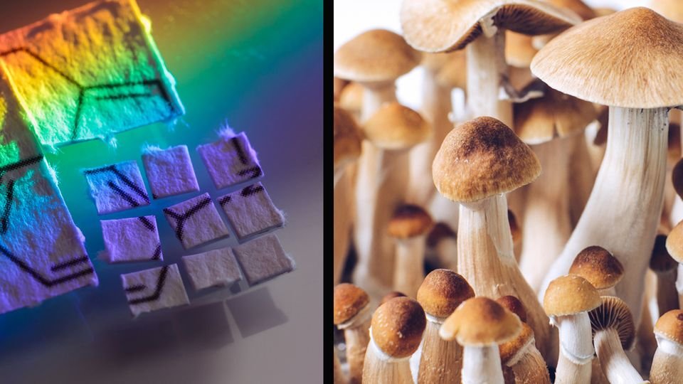 LSD vs Magic Mushrooms