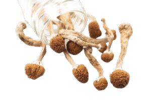 Dried magic mushrooms