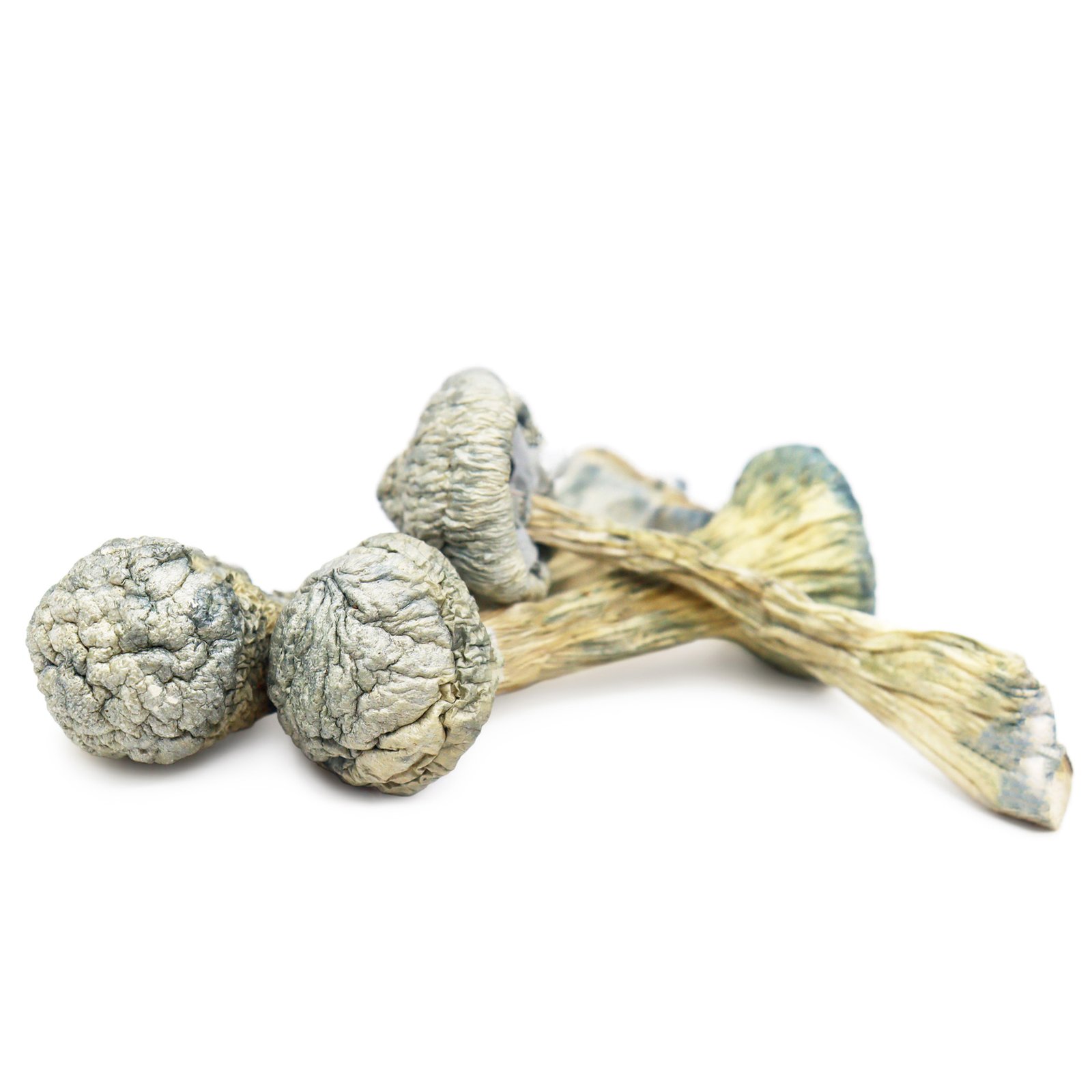 Albino Treasure Coast Magic Mushrooms