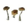 Psilocybe Aztecorum