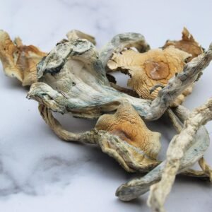 Treasure Coast magic Mushroom
