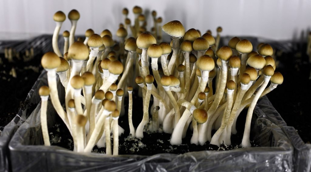 magic mushrooms