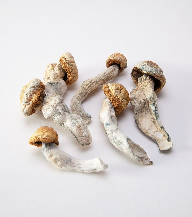 Penis Envy Mushrooms - Image 2