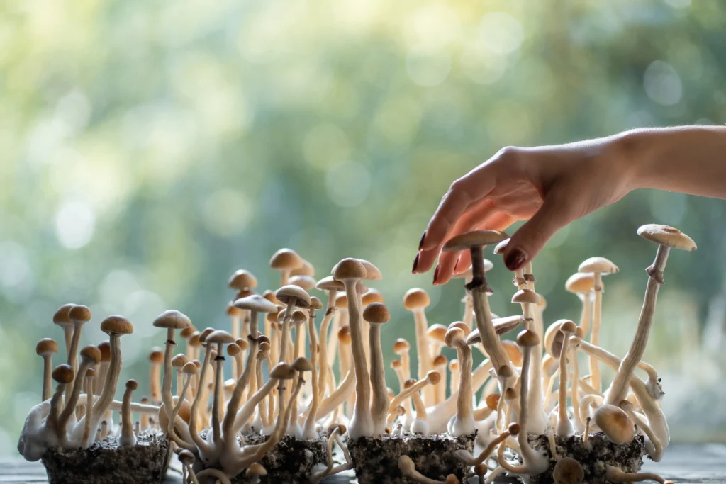 Buy Magic Mushrooms