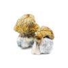 Avalanche Magic Mushrooms
